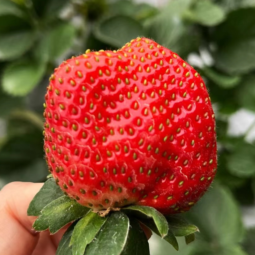 菡萏的菡
