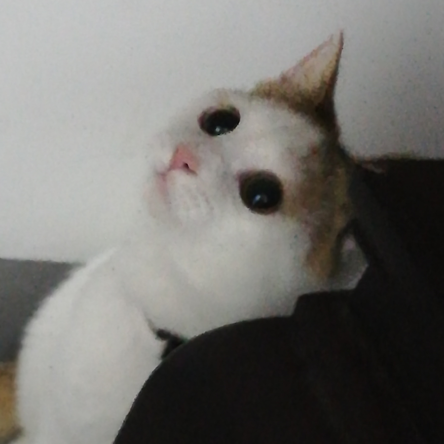 莫故