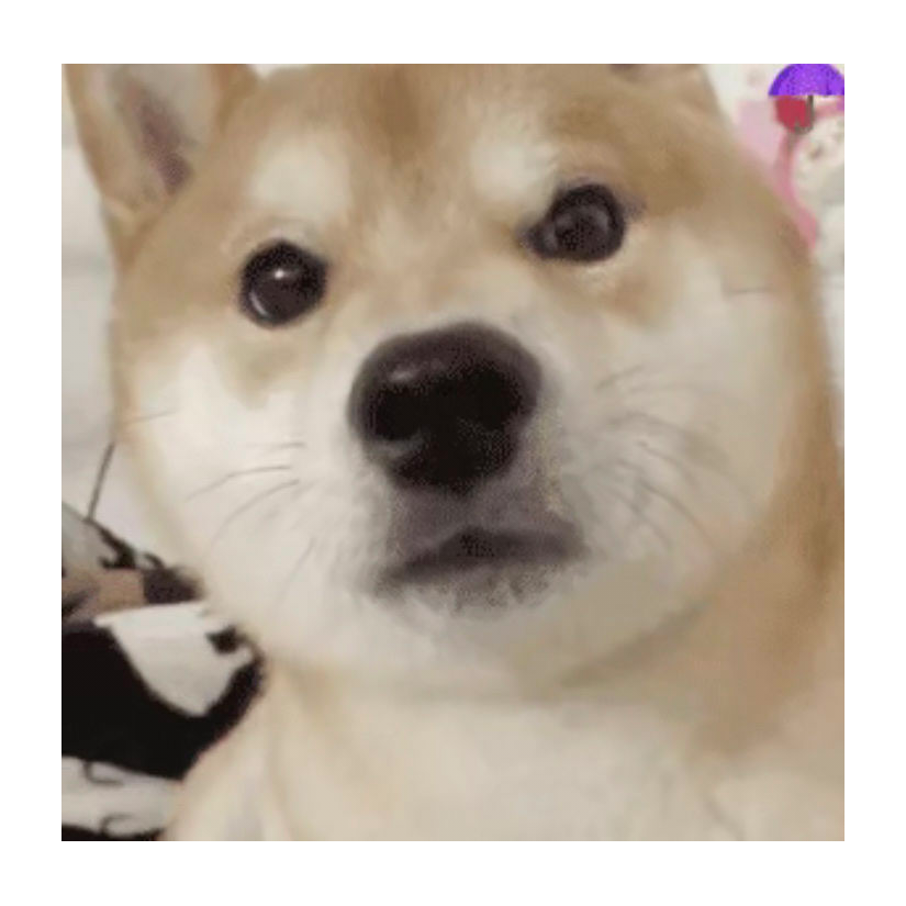 帅帅的猪儿