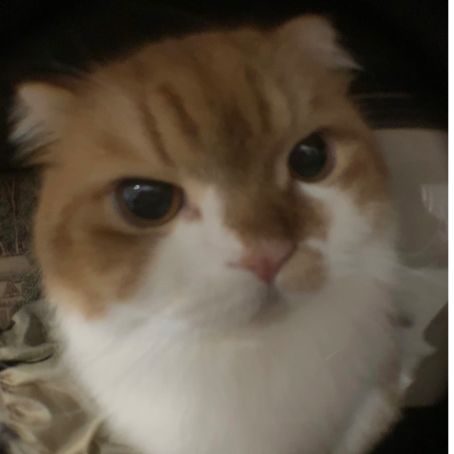 所思于此