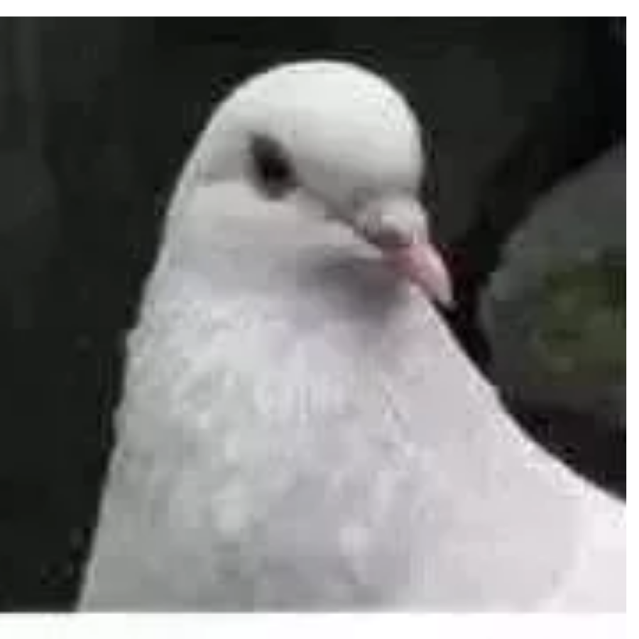 楚狂歌