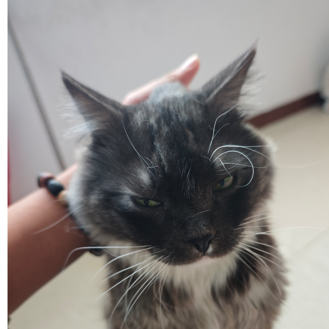 QQ最好的杨如画