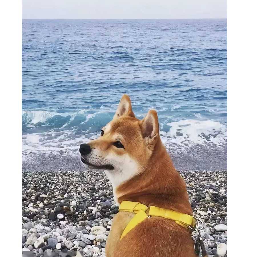 辞