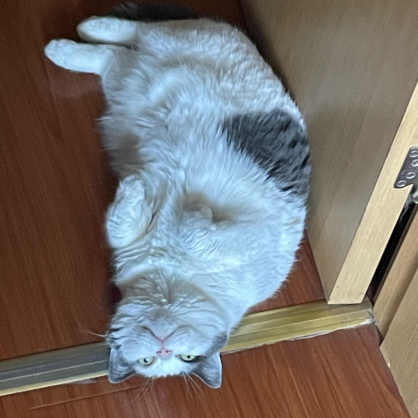 咕咕鸡
