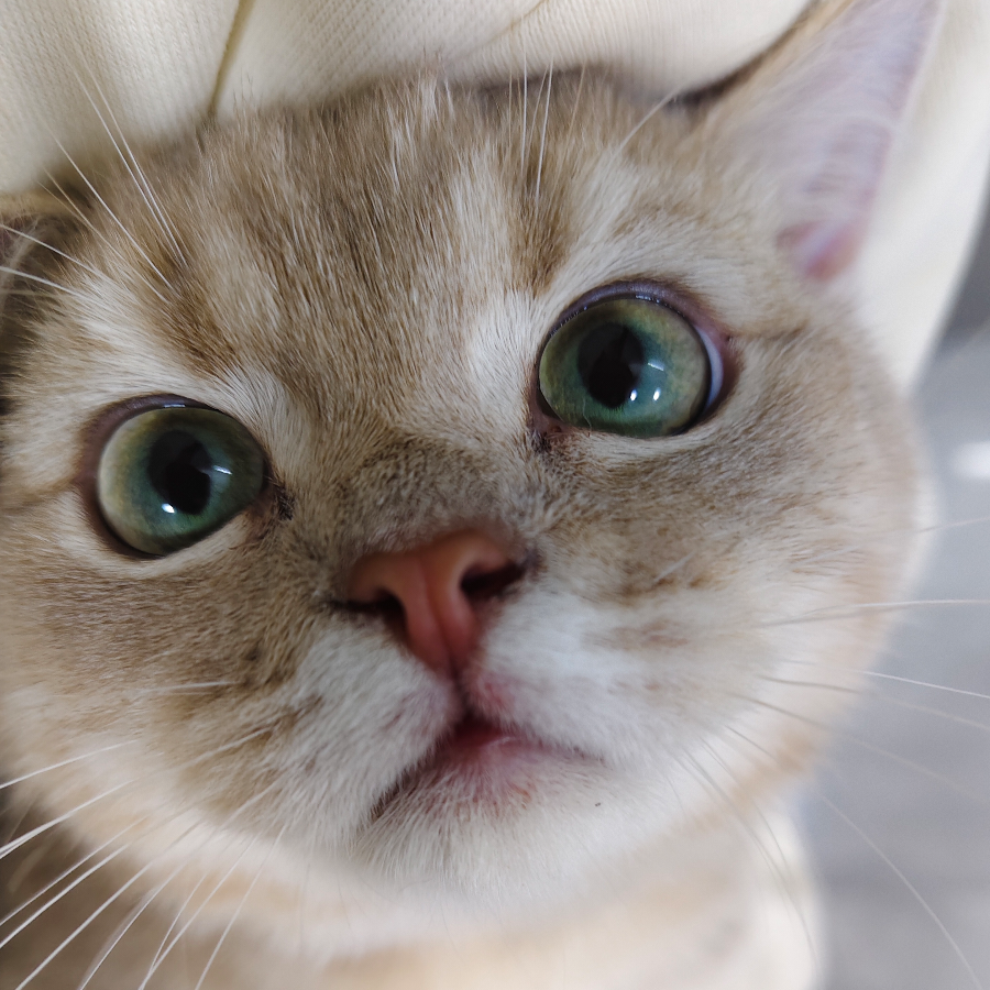 ⸜₍๑•⌔•๑ ₎⸝