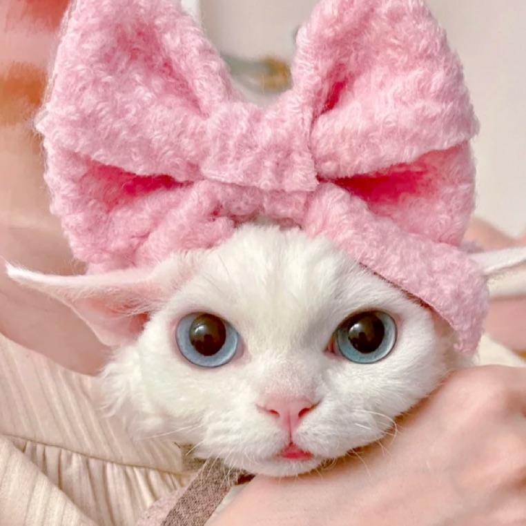 🎠丰丰