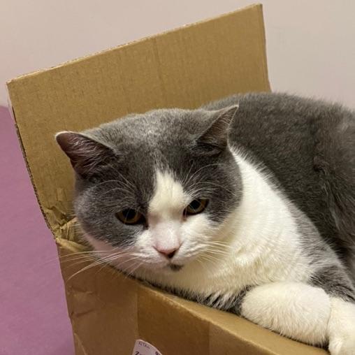 不吃咸鱼的猫