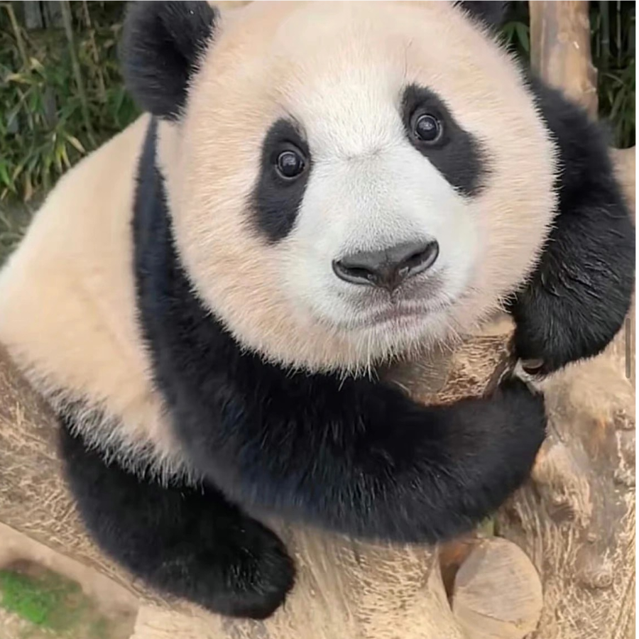 小福