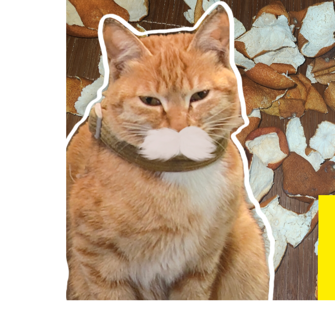 胡子橘猫老头