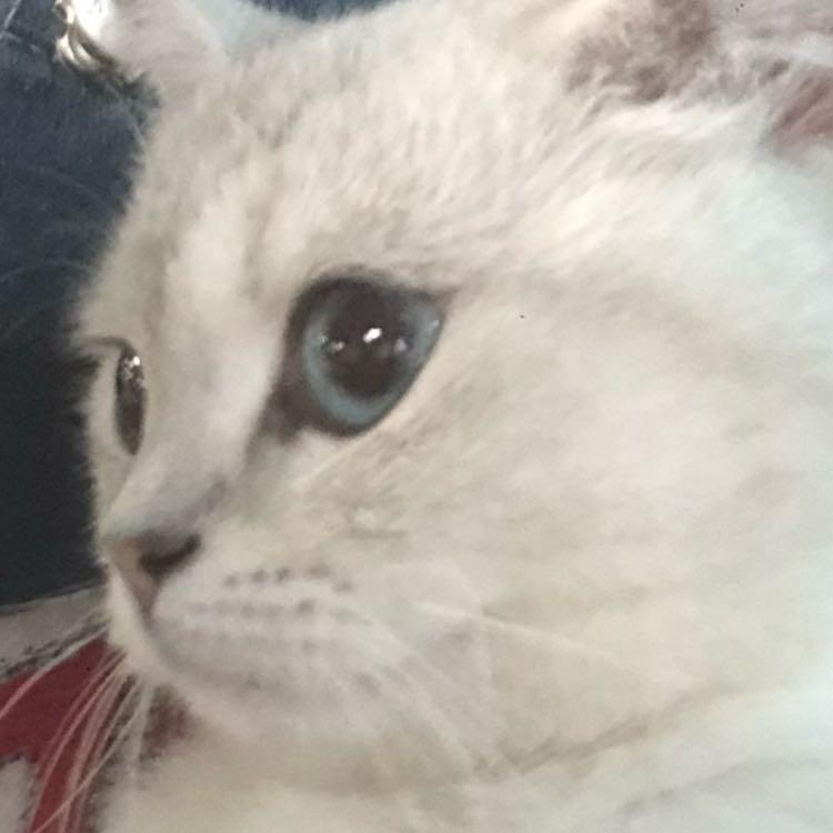 杨怡