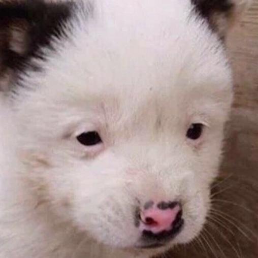 爷又沉了