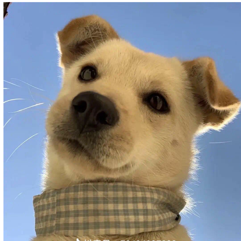 敢敢单单