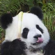 爱玩的小熊猫