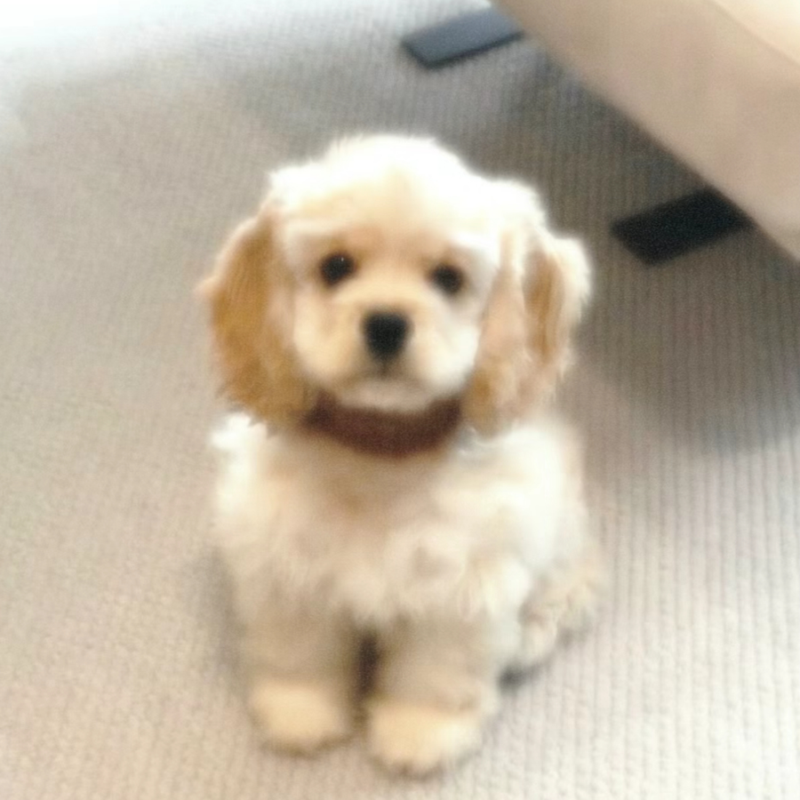 小狗🐕