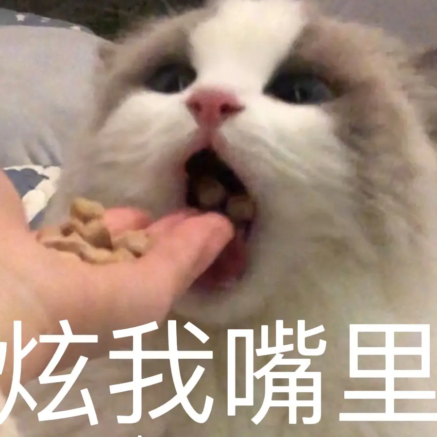 一只猫