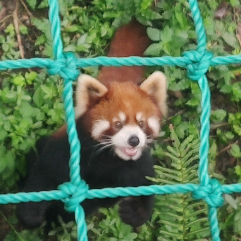 ζ    昔年