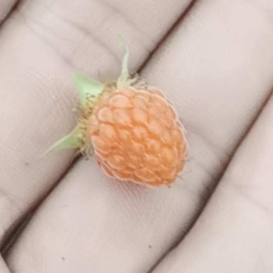 葫芦侠6502