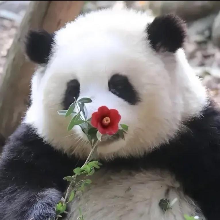 风起青萍