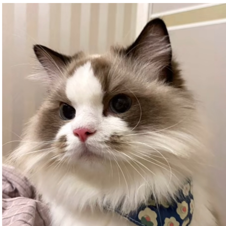 猫猫头盖浇饭