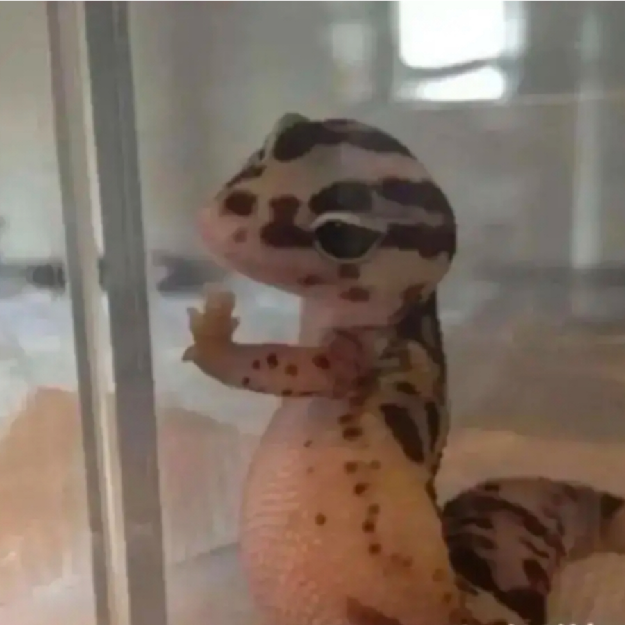 歌哥