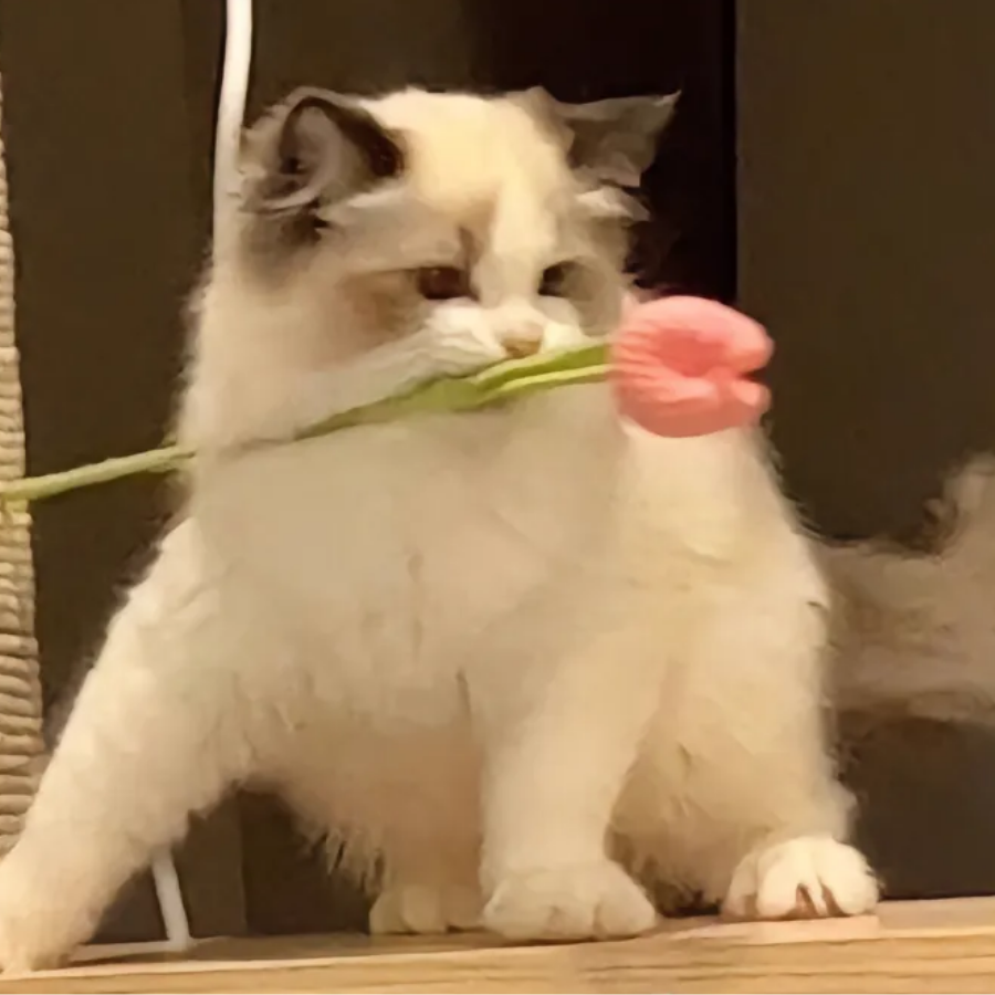 懒