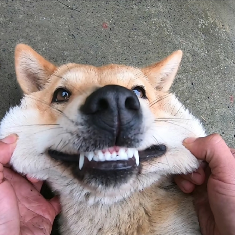 LinkerFox
