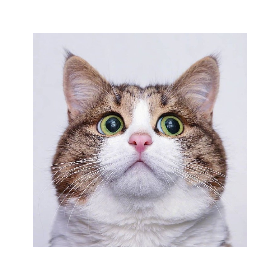 荔枝奶盖猫猫乐