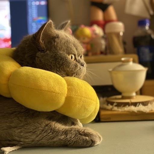 那只咪