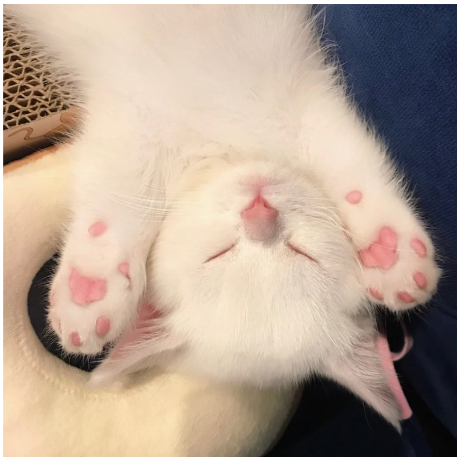 廖廖要睡觉💤