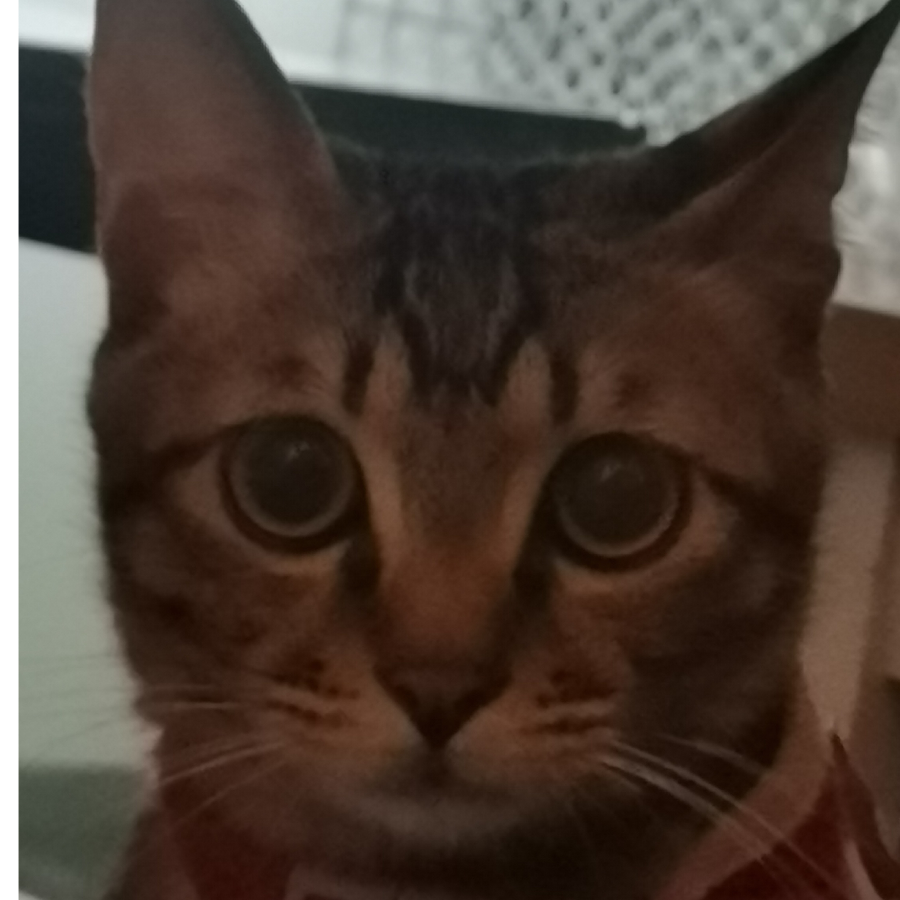 工商是只猫