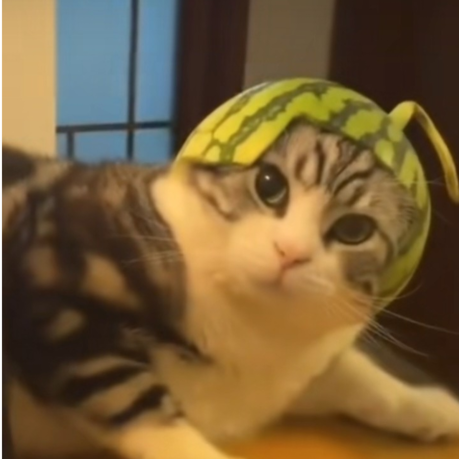 瑕丶疵