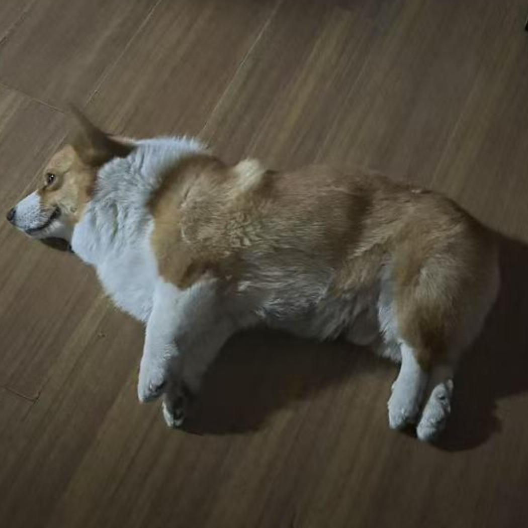 柯基很凶