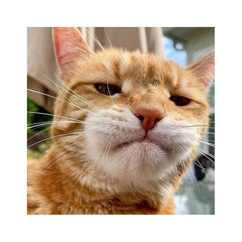 猫歌