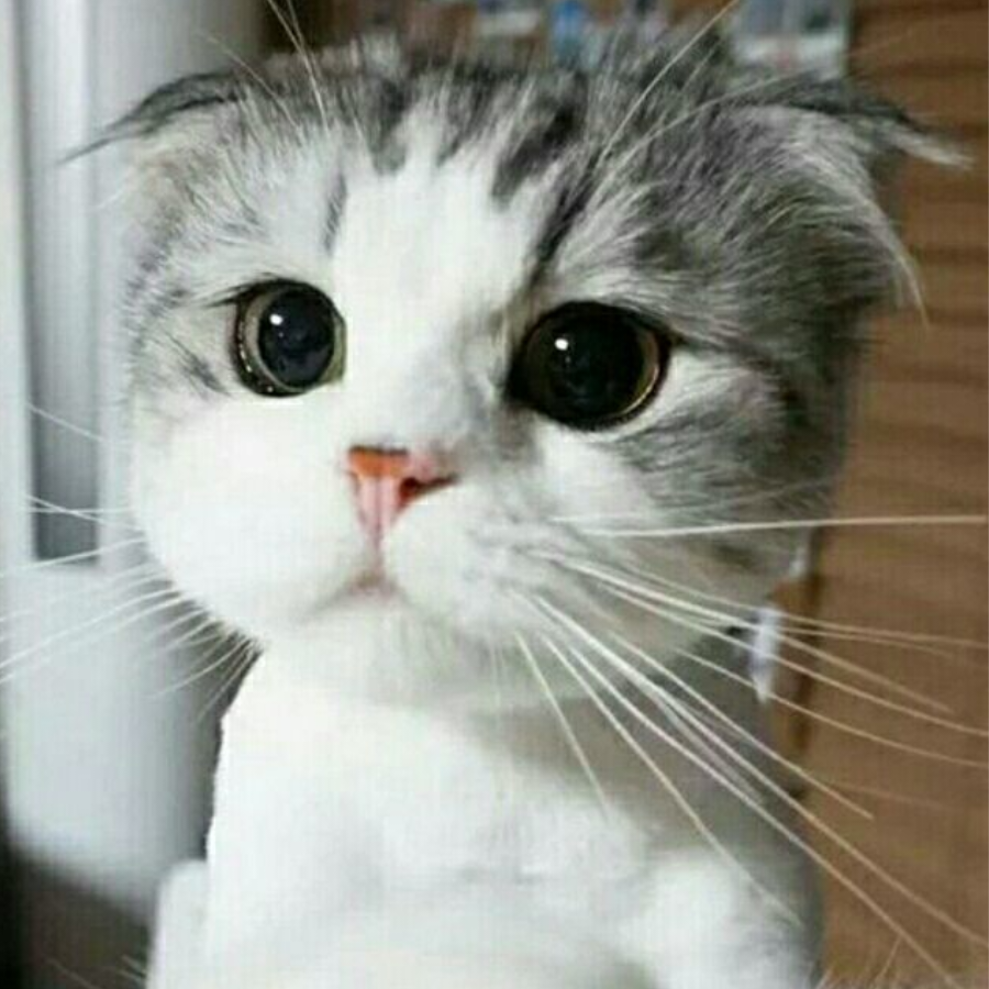 一只会飞的猫