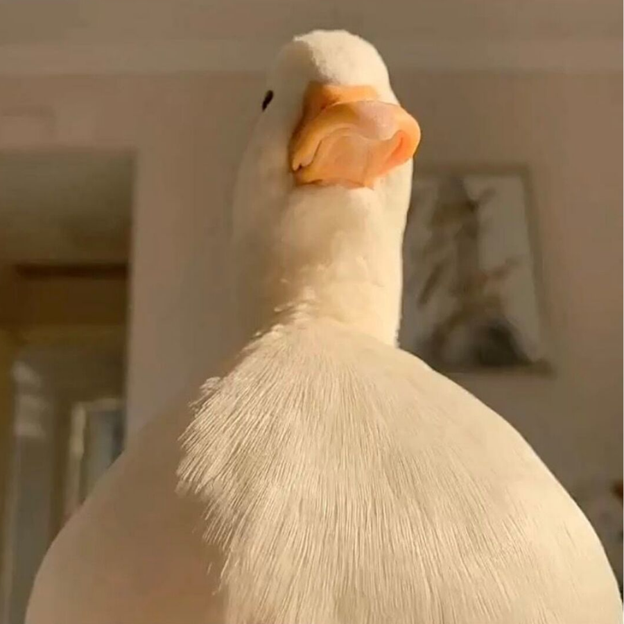 Duck胖头鸭