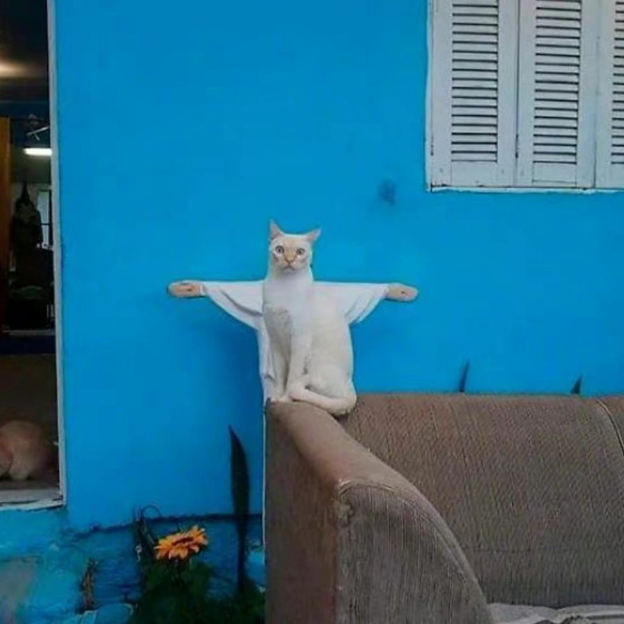 六年级猴子大王