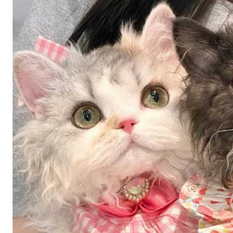莘朔