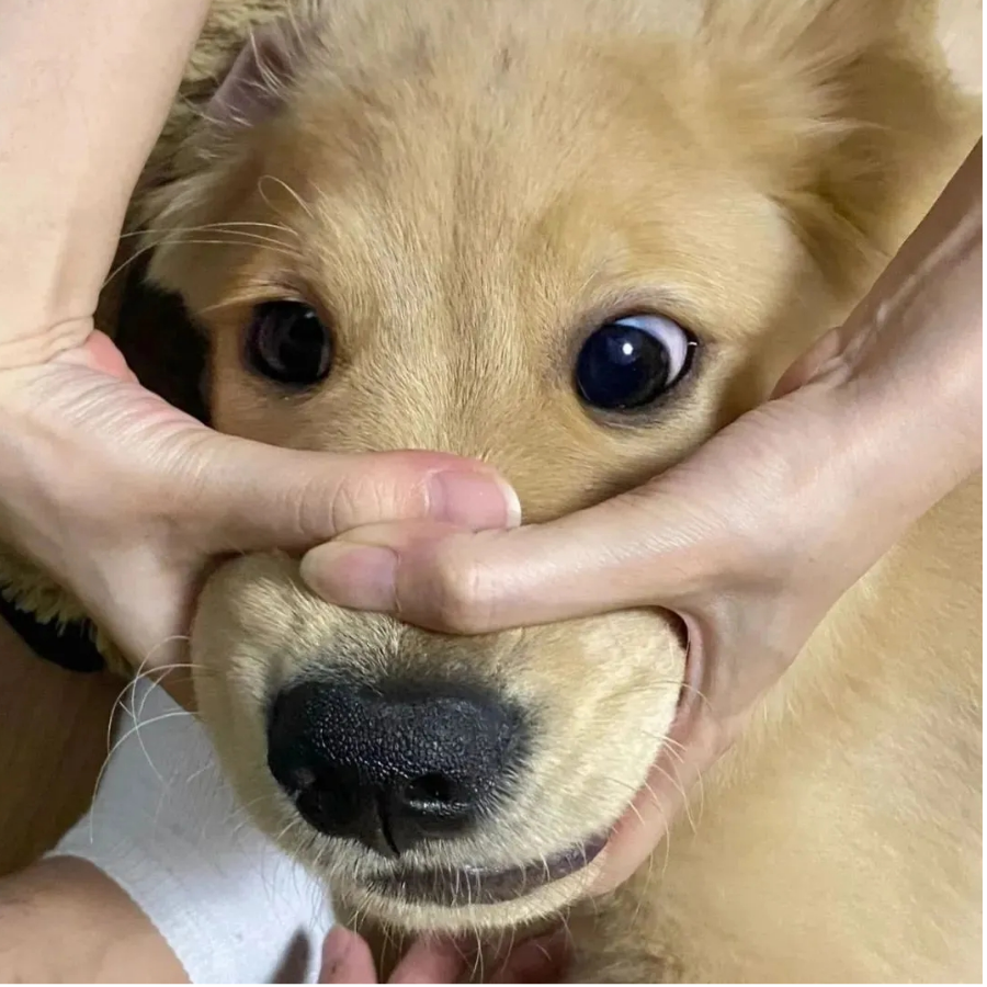 长嬴