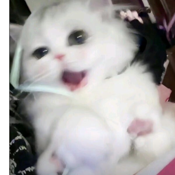 弥池