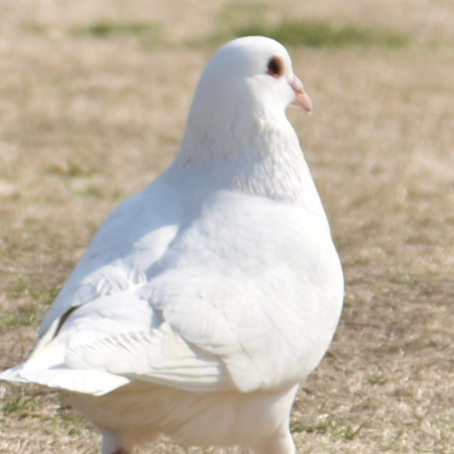 六木