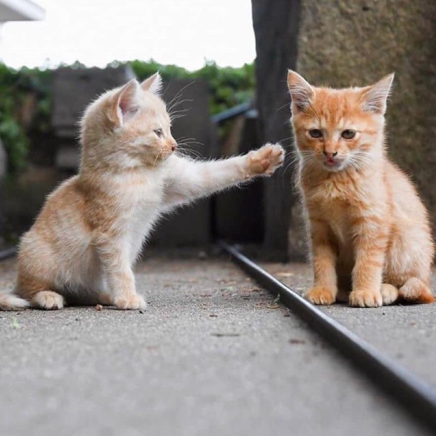 猹