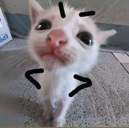 沉默的圈内人