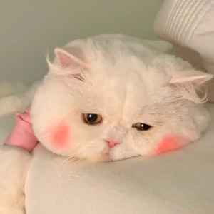 能和杀杀贴贴吗