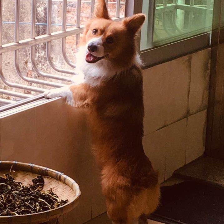 华仔
