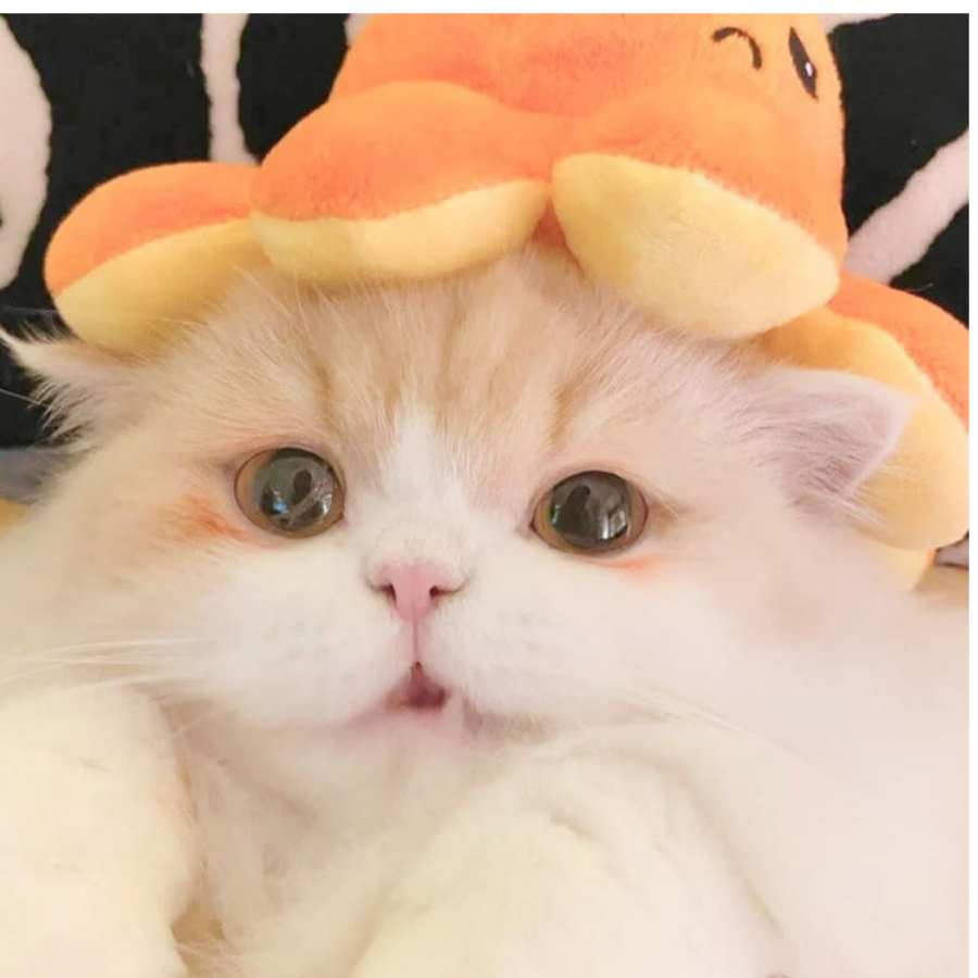 呆呆事多多づ