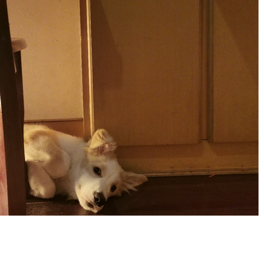 章鱼哥