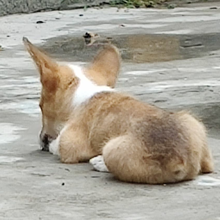 醍安