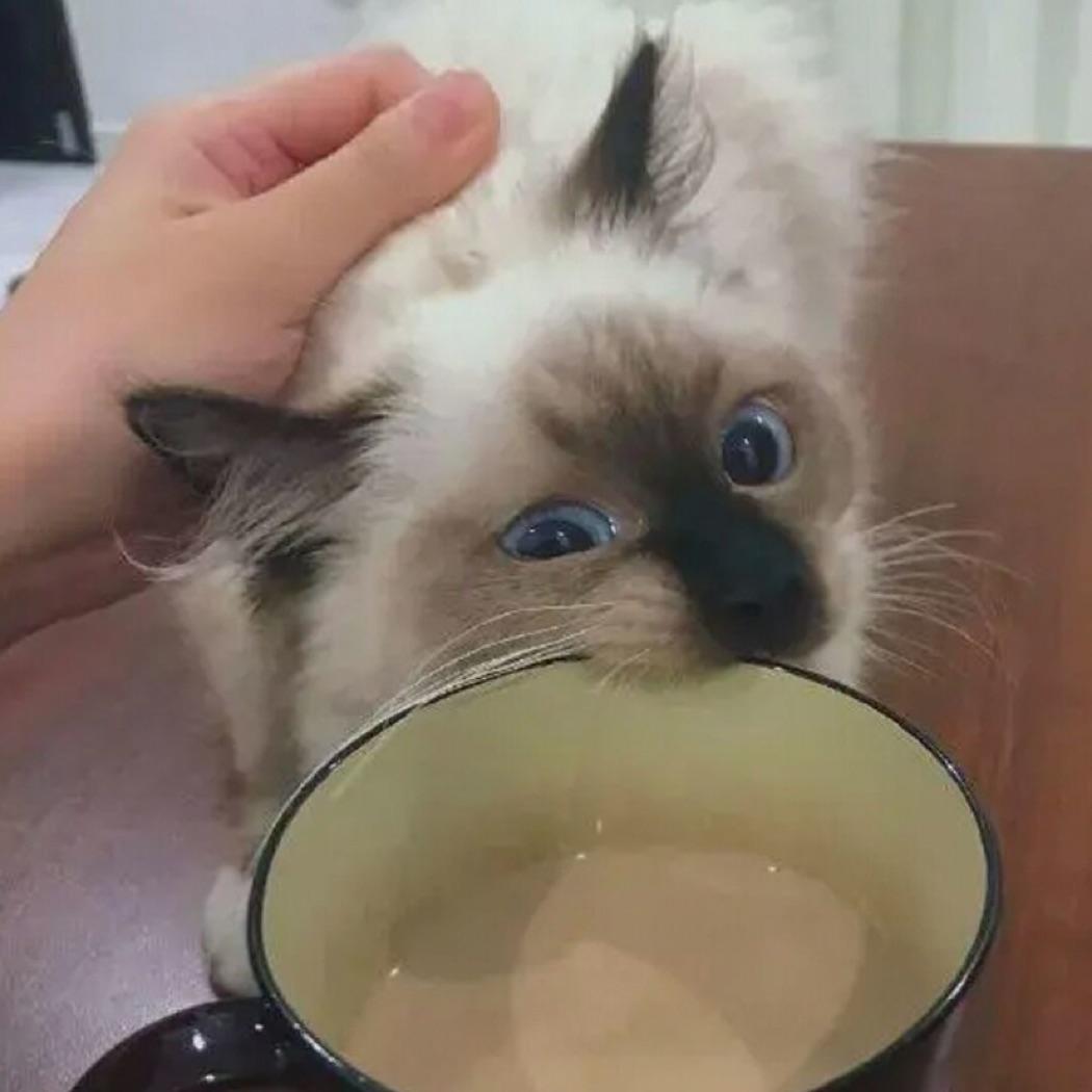 阿爻