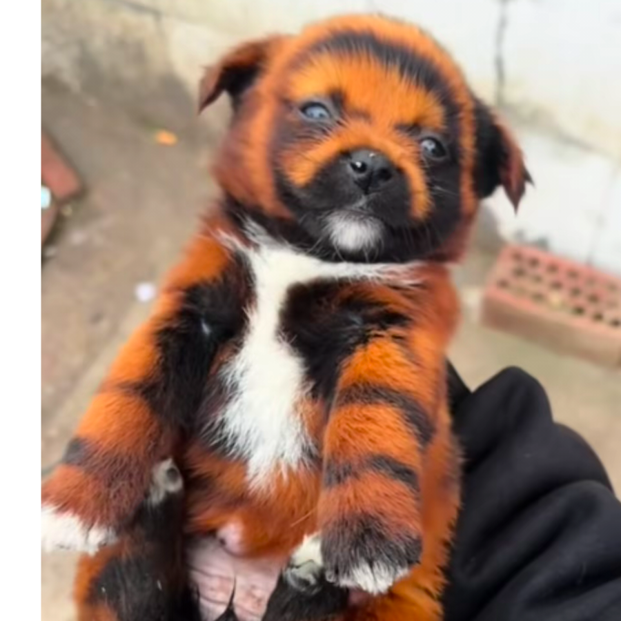 阿蓝哥哥