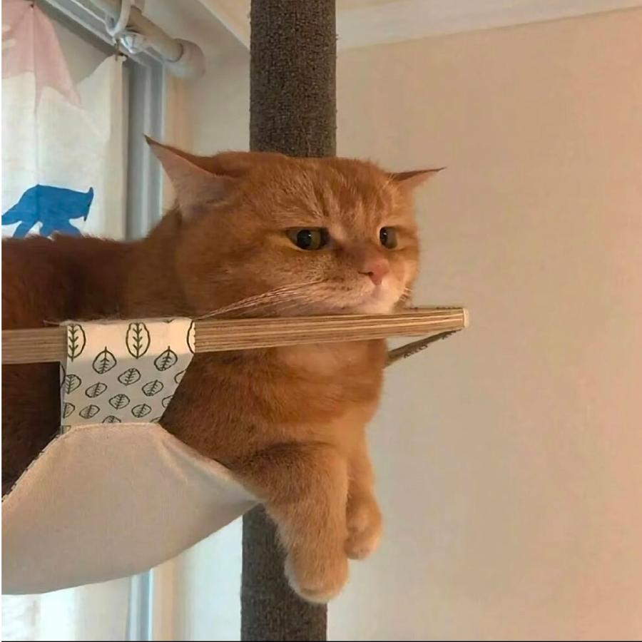 嘎嘎猫